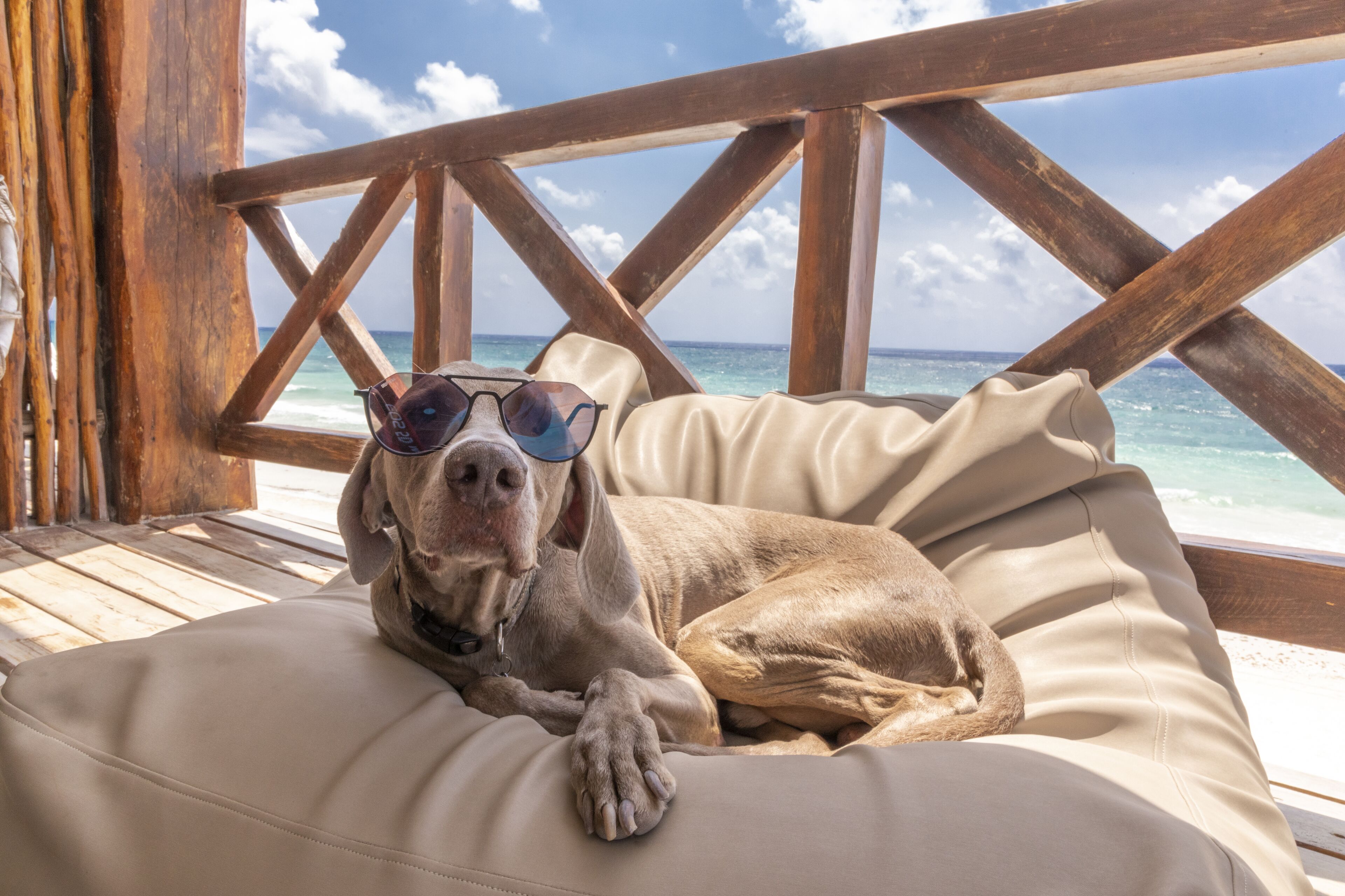 Un perro recostado sobre una silla beige acolchada, con barandilla de madera y vista al océano.