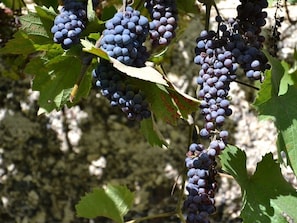 Superior-Doppelzimmer, eigenes Bad (et jardin) | Aussenbereich