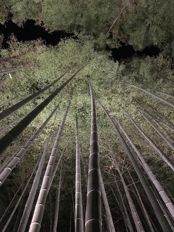 Um bosque denso de bambus altos.