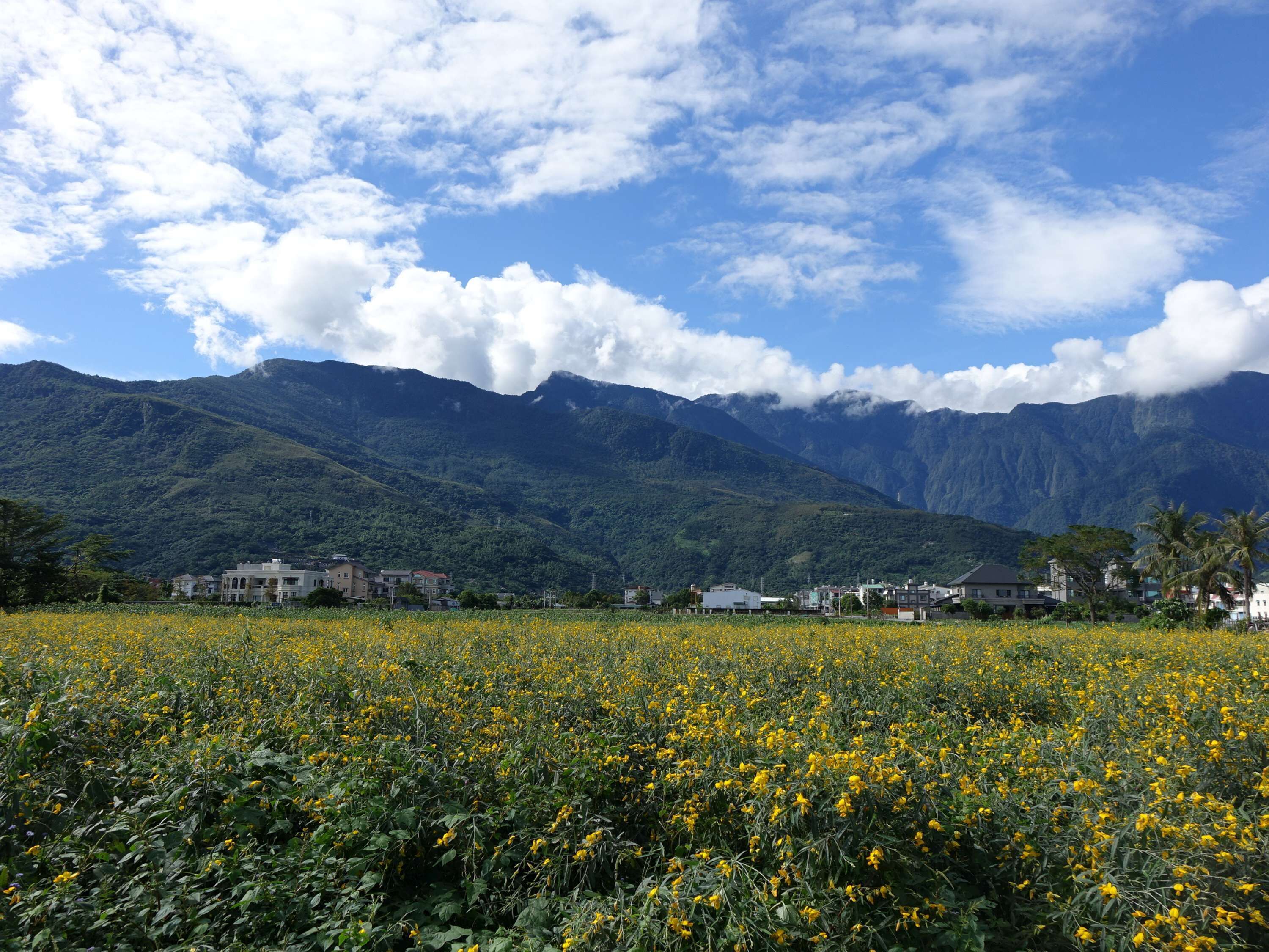 A field of yellow flowers with a mountain range in the background.