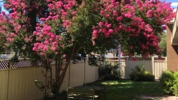 Een boom met roze bloemen in een achtertuin.