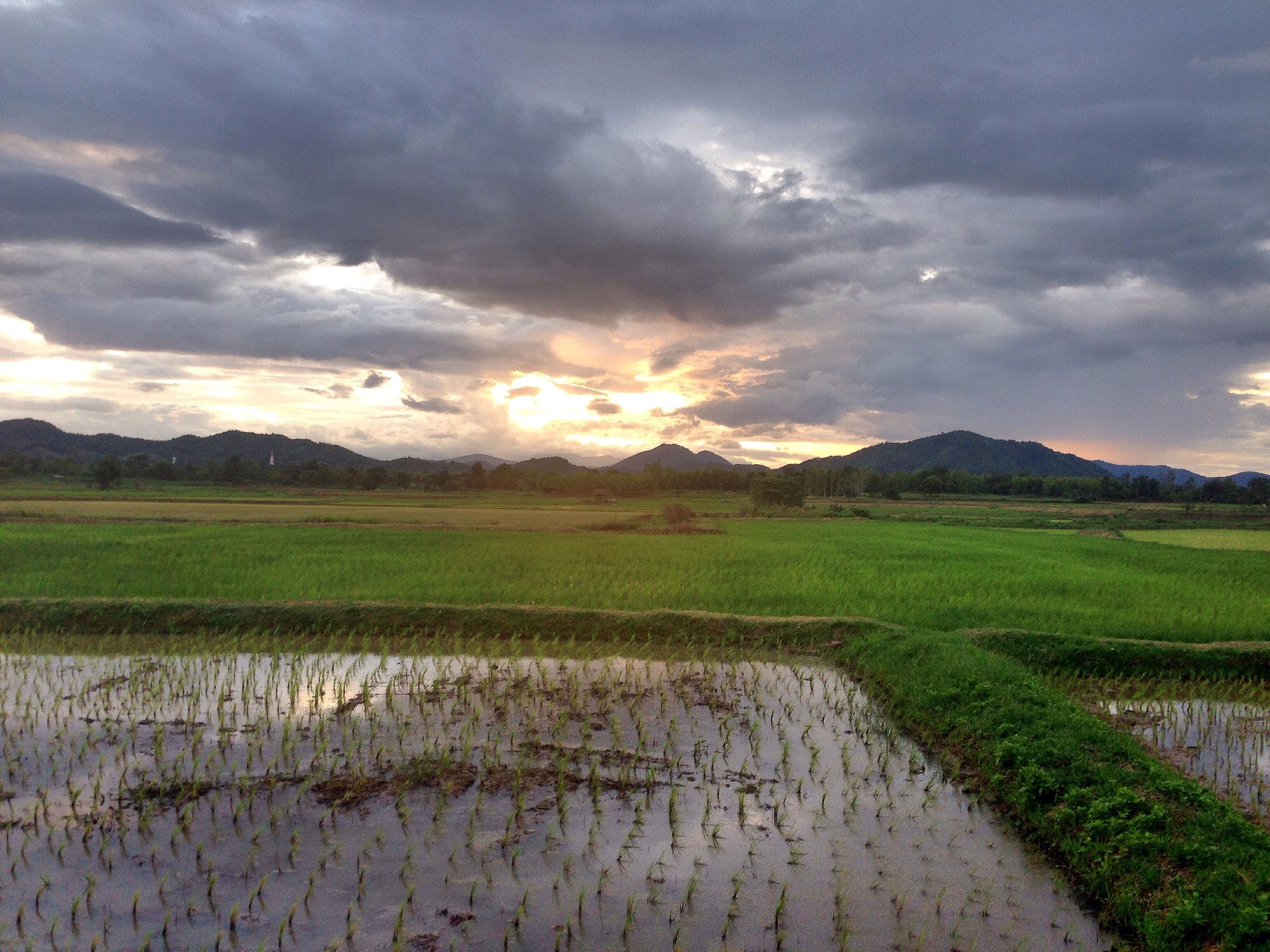 Paisaje con terrazas de arroz y montañas al fondo.