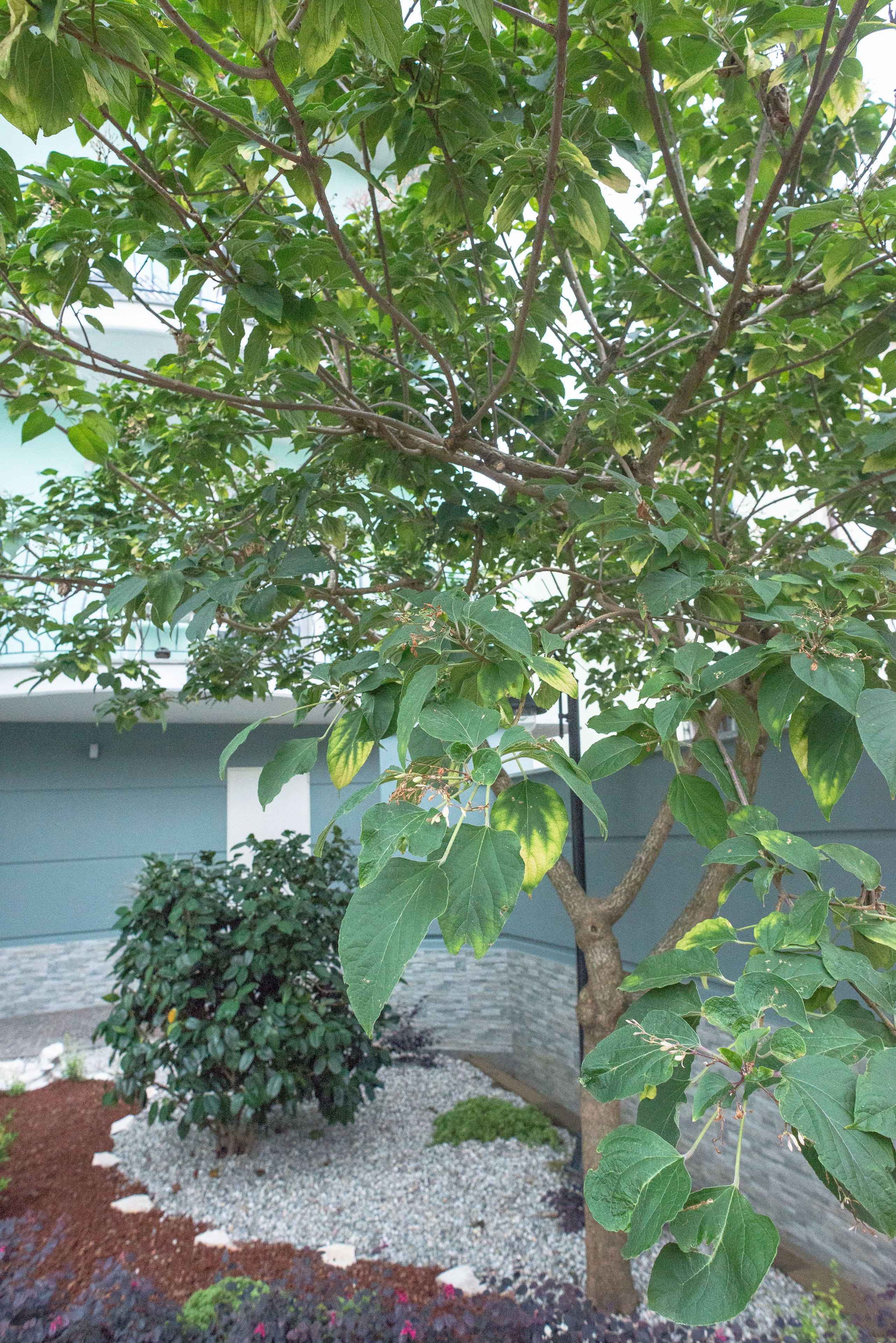 Ein Baum mit grünen Blättern vor einem Gebäude.