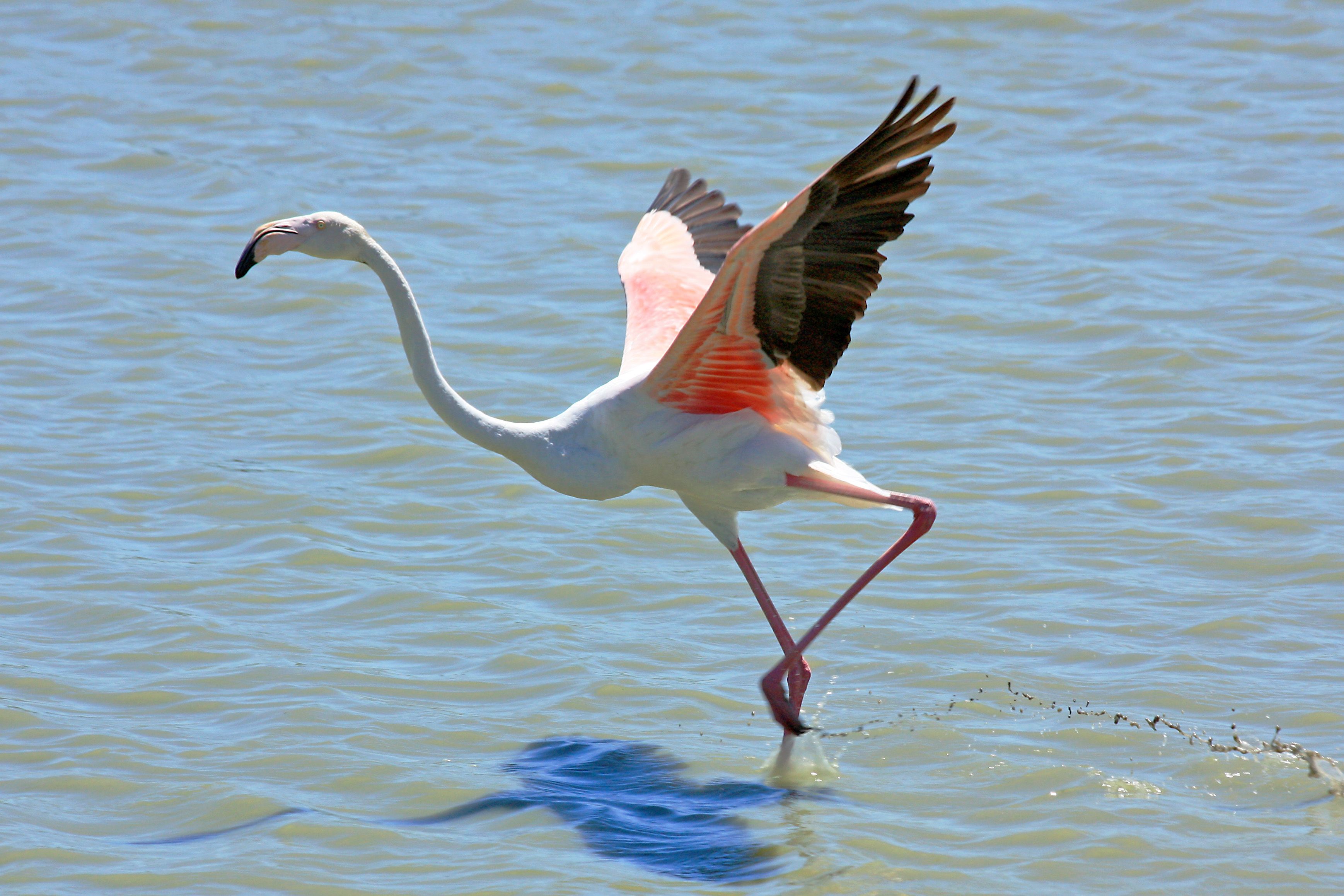A flamingo standing in water with its wings spread.