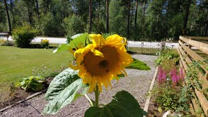 Un girasol en un jardín con senderos de grava y una valla de madera.