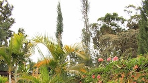 Um pequeno lago com uma cascata, rodeado por vegetação exuberante e plantas em vasos.