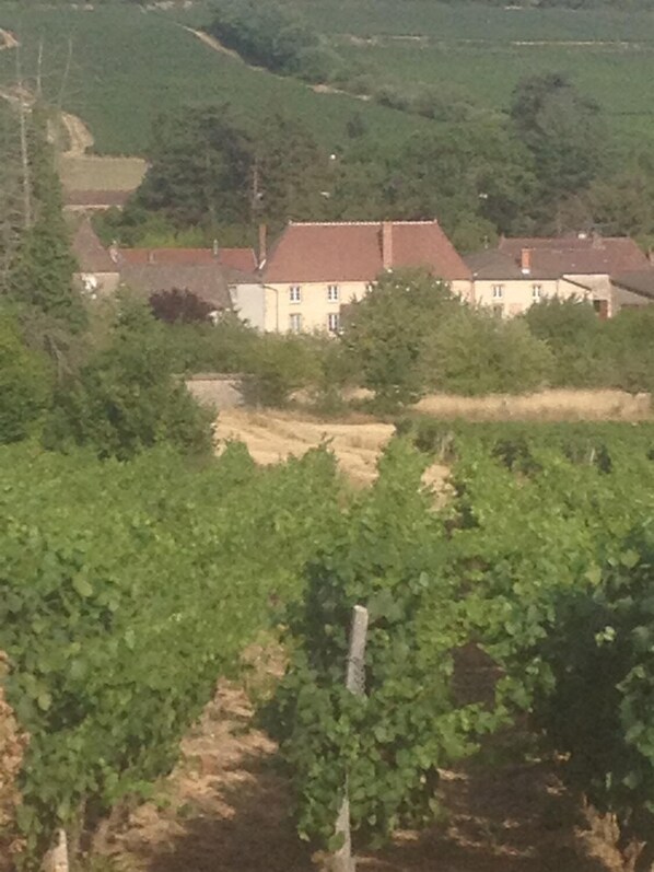 A rural house surrounded by vineyards.