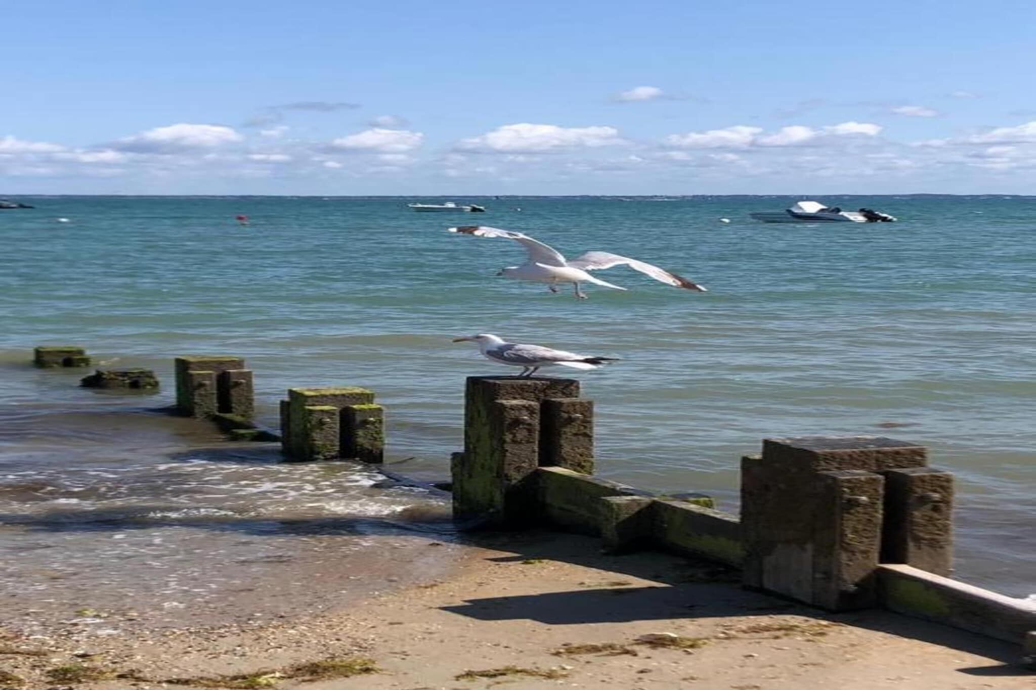 Eine Küstenansicht mit einem Sandstrand, Holzpfählen und Möwen.