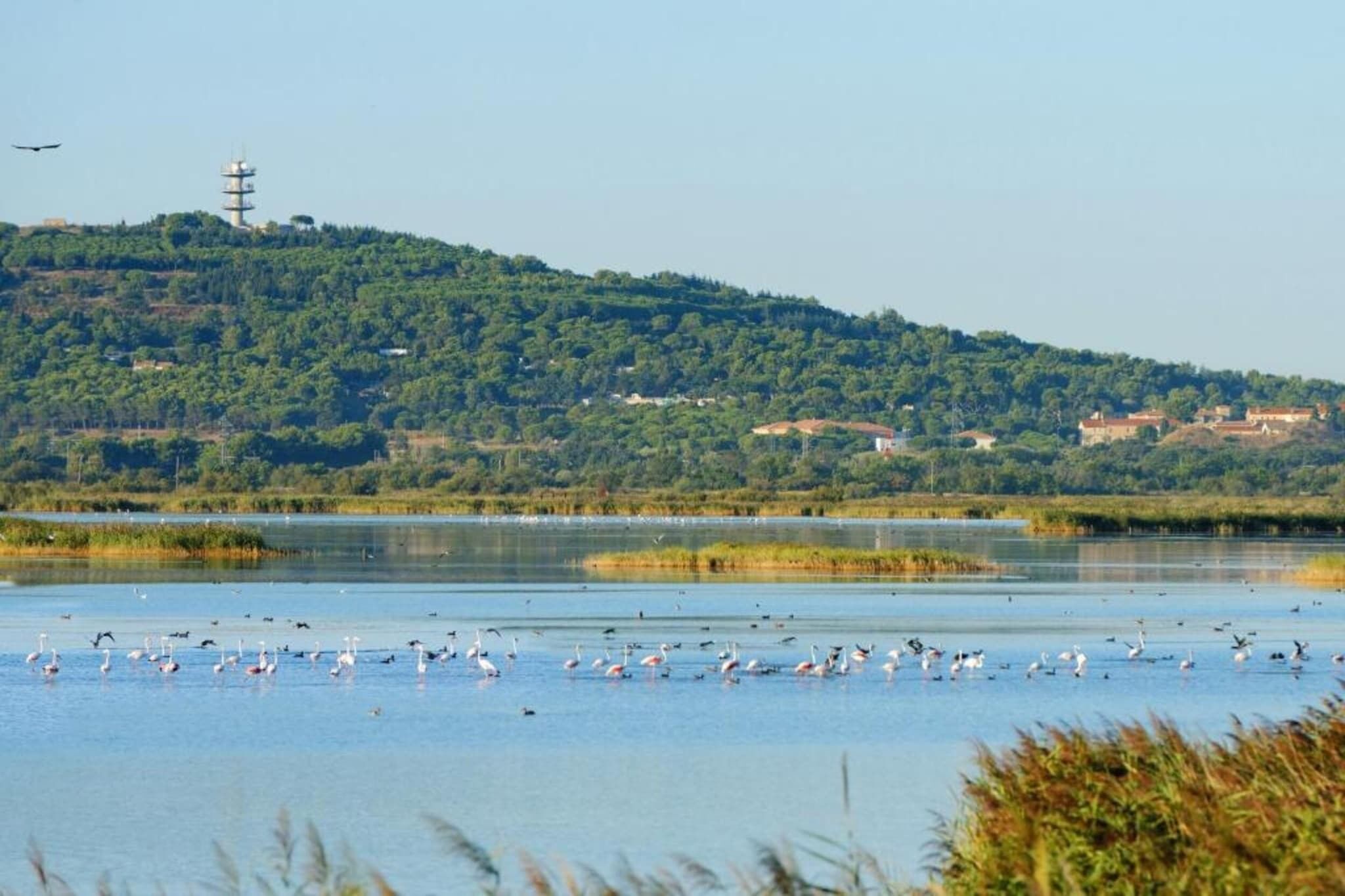 Un paysage naturel comprenant une étendue d’eau, des oiseaux et une colline avec des bâtiments en arrière-plan.