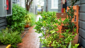 A narrow brick pathway flanked by lush greenery and a wooden bench. - Backpackers Newcastle (Hamilton East)