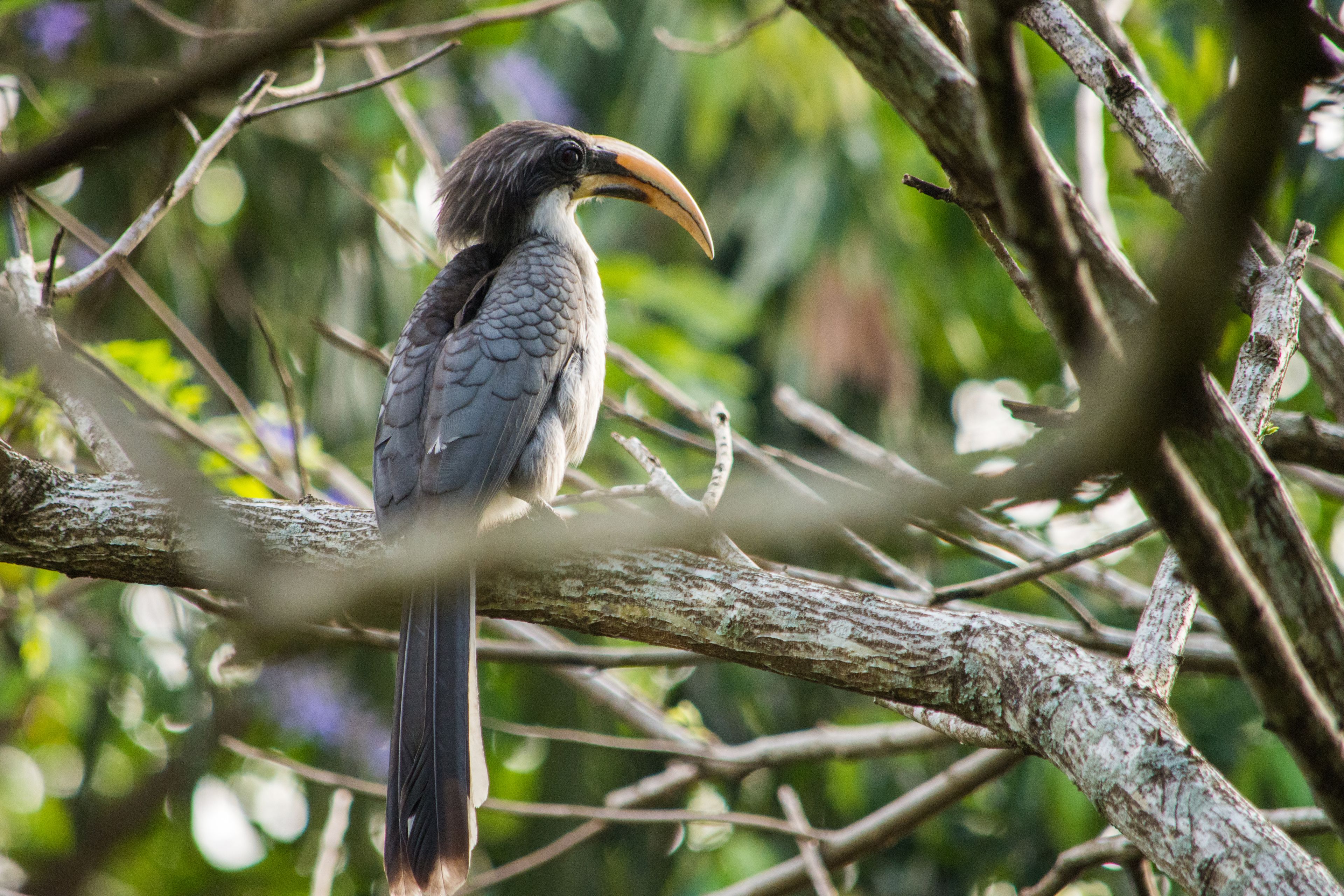 Foto - Kings Pavilion Luxury Hotel