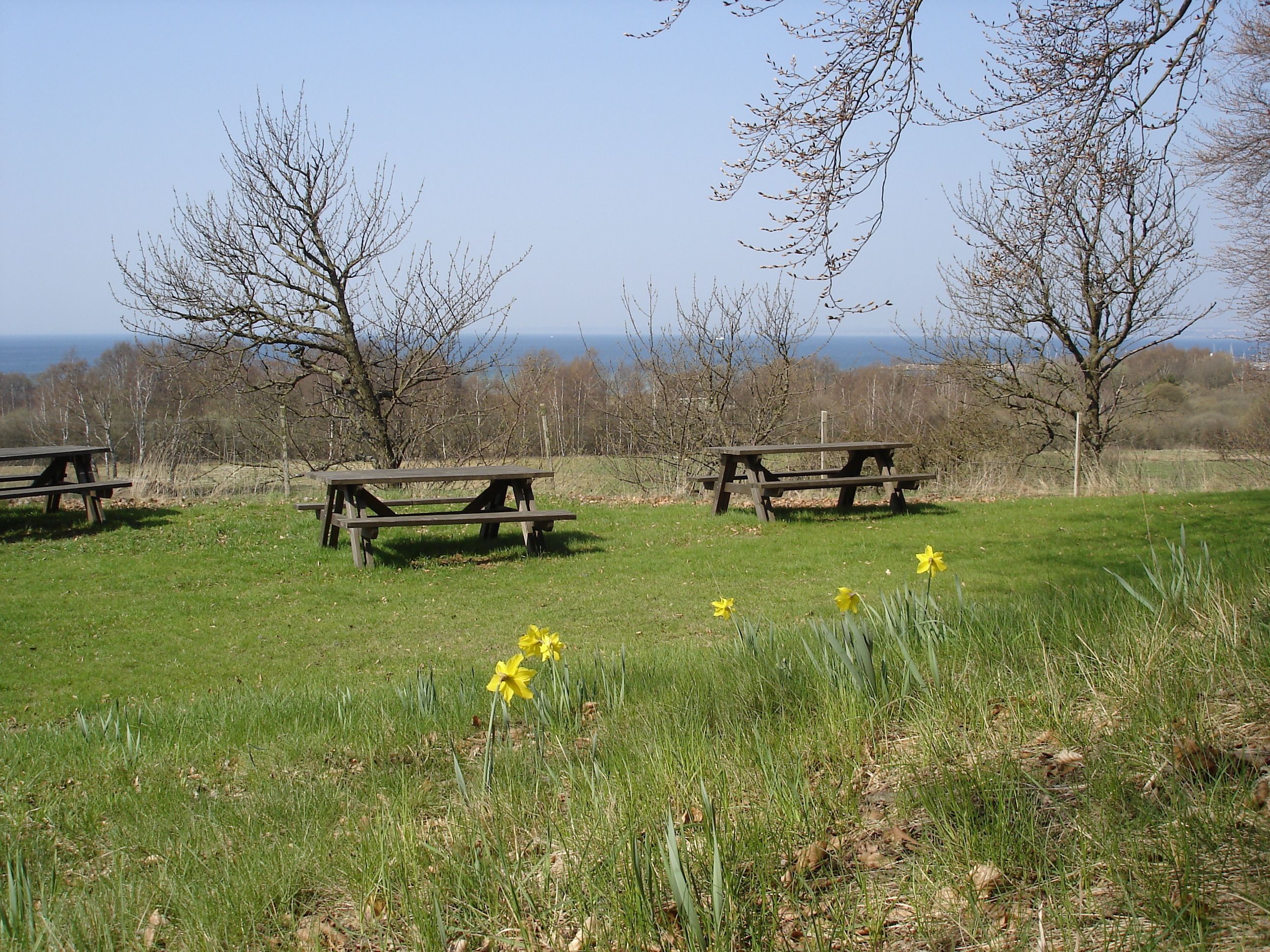 Une zone herbeuse avec des tables de pique-nique et des jonquilles.