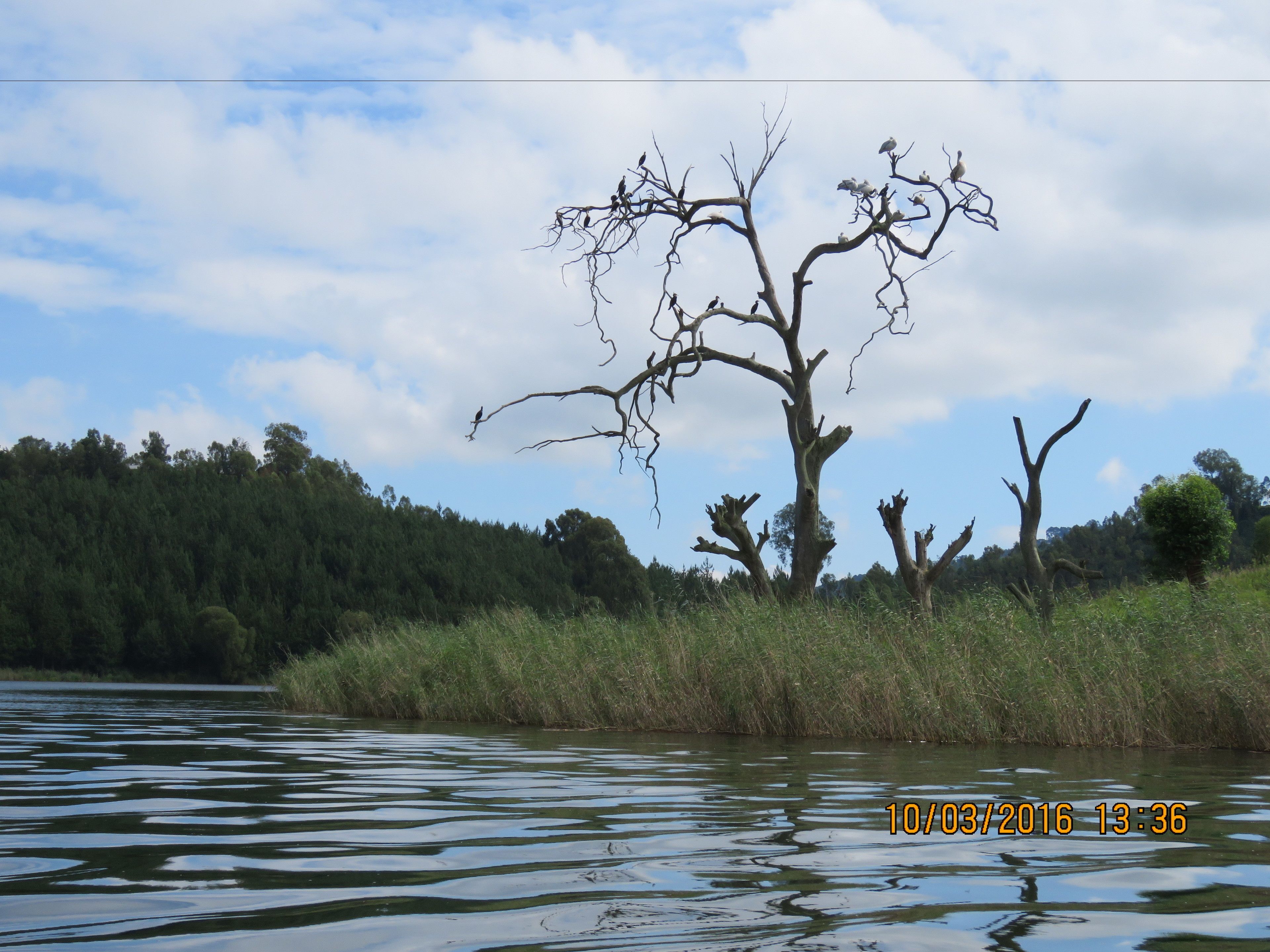 Un arbre au bord d’un plan d’eau, avec la date et l’heure suivantes : 10/03/2016, 13h36.