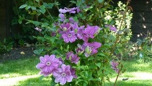 Un jardin avec une plante à fleurs.