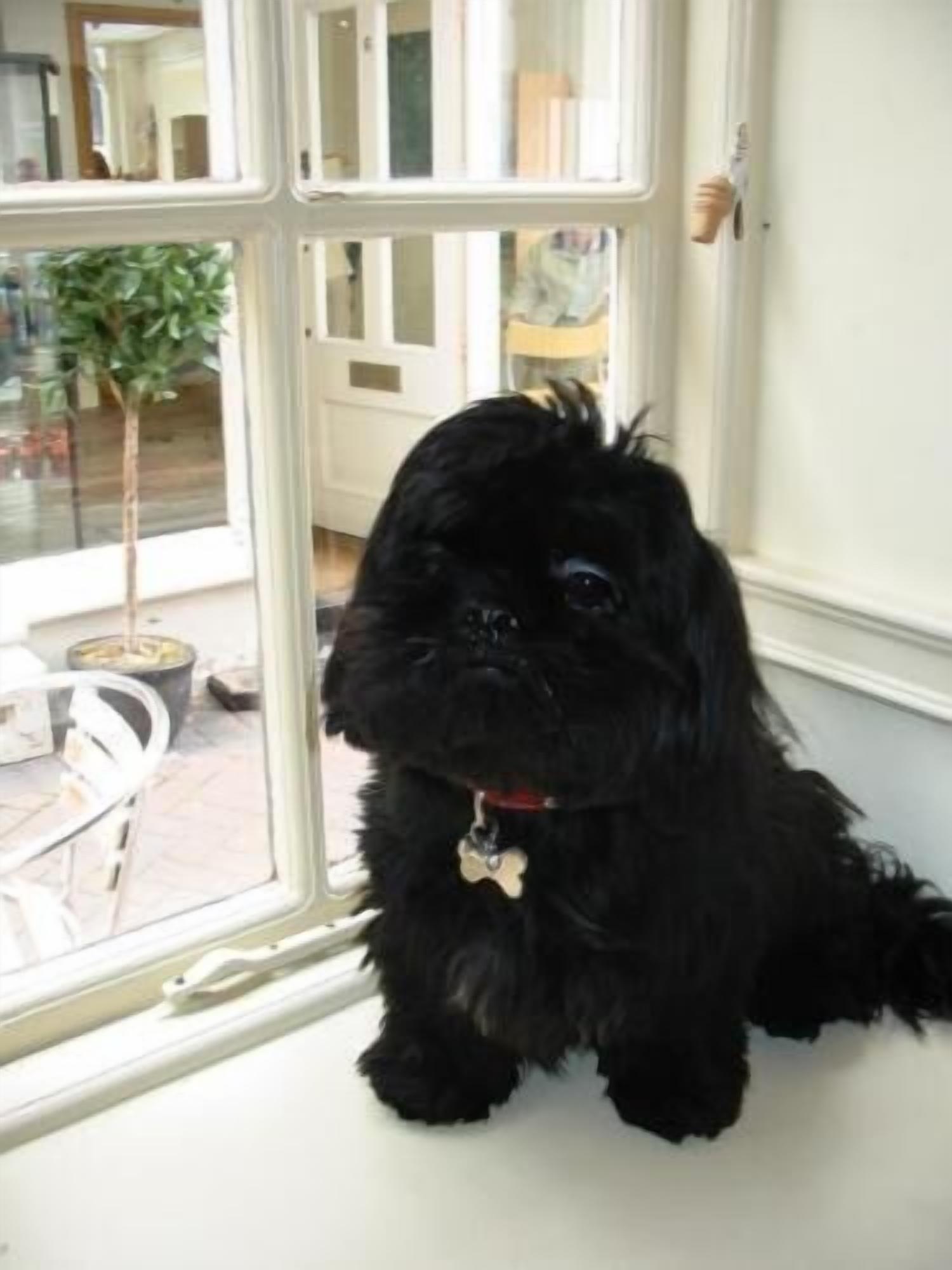 A black dog sitting by a window with a view of a patio area.