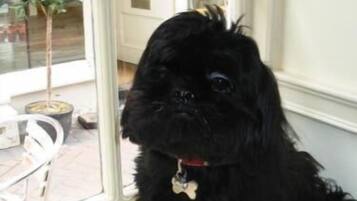 A black dog sitting by a window with a view of a patio area.