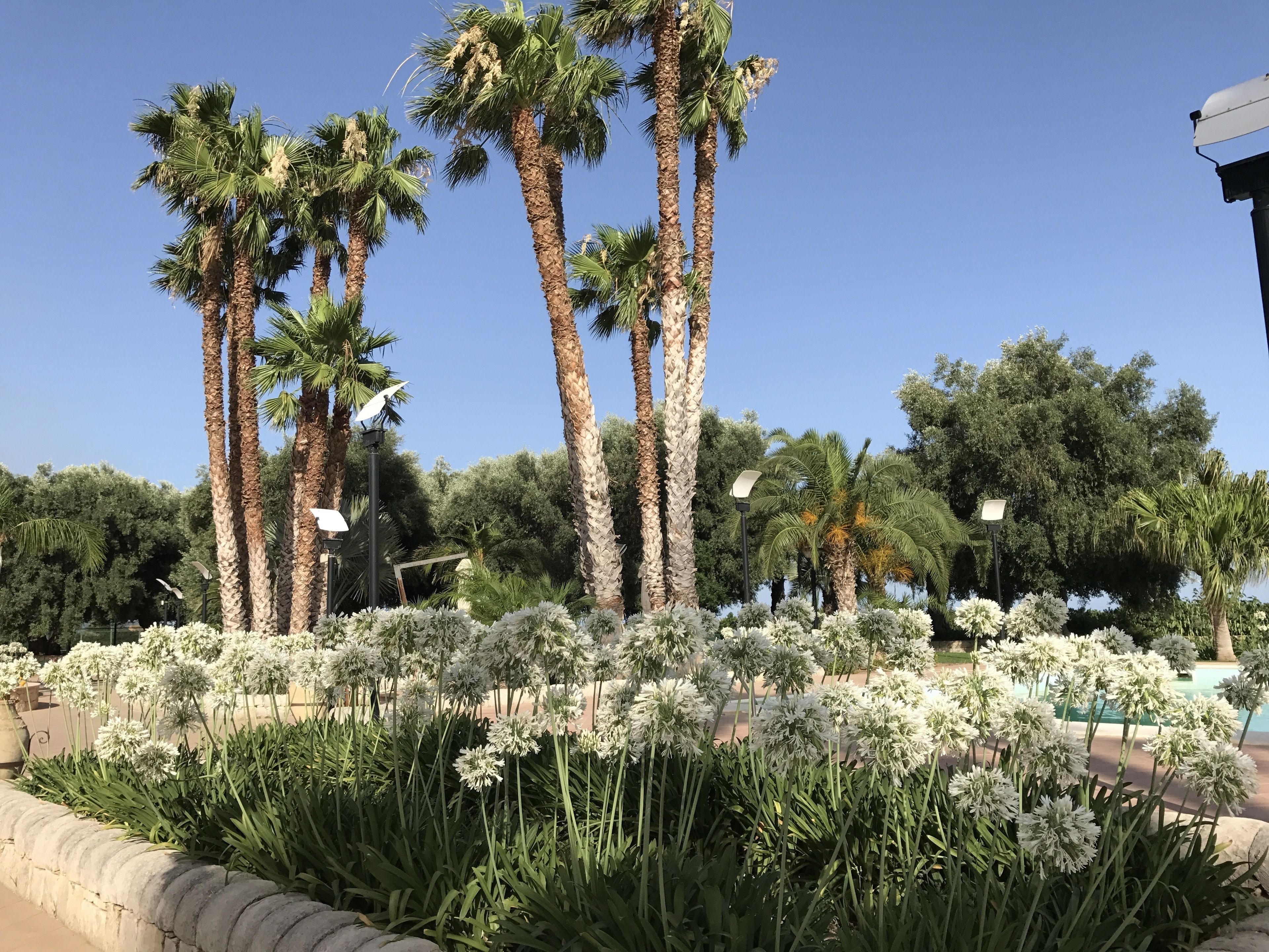 A landscaped area with tall palm trees and white flowering plants.