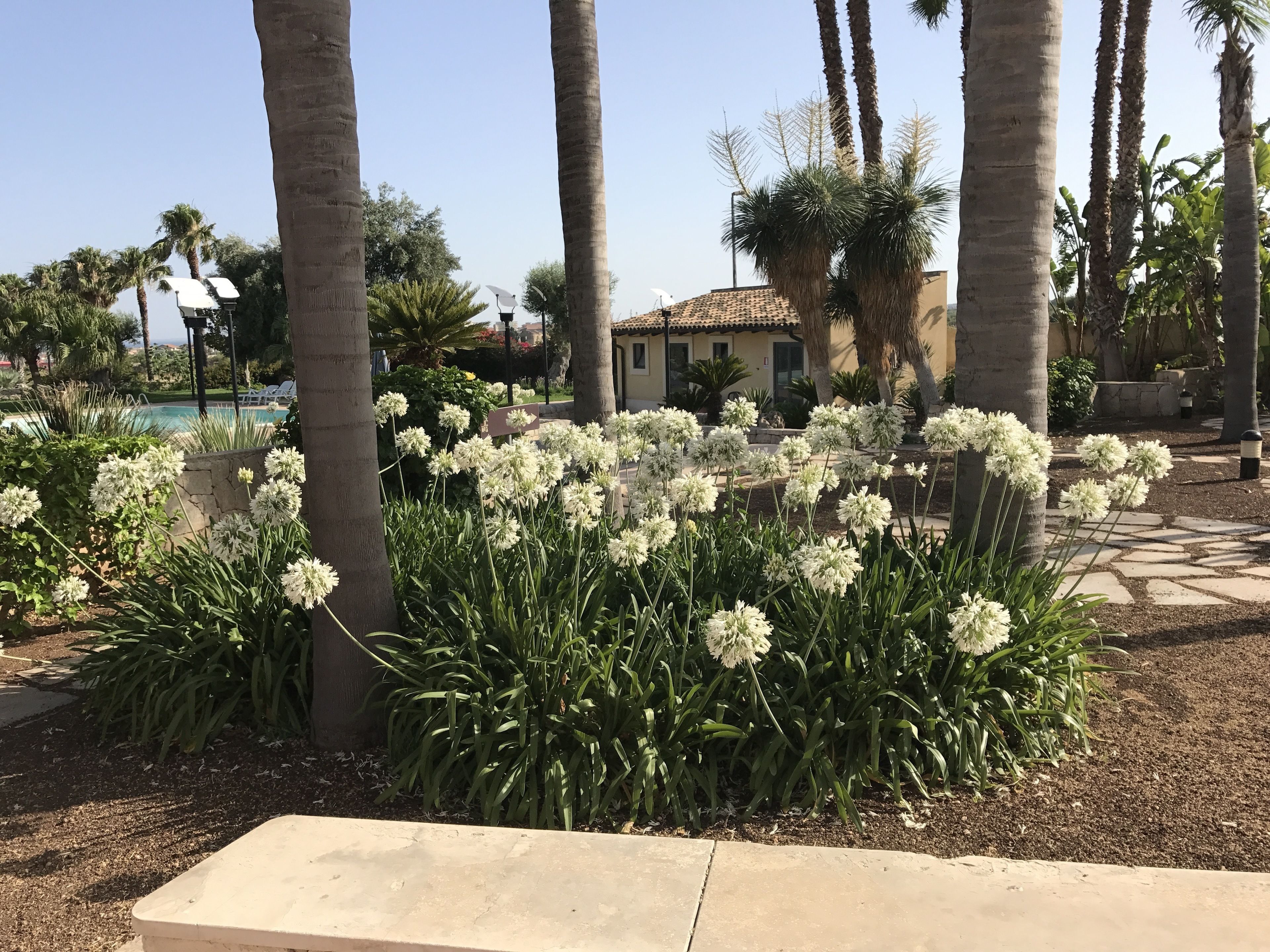A landscaped area with a pool, palm trees, and white flowers.