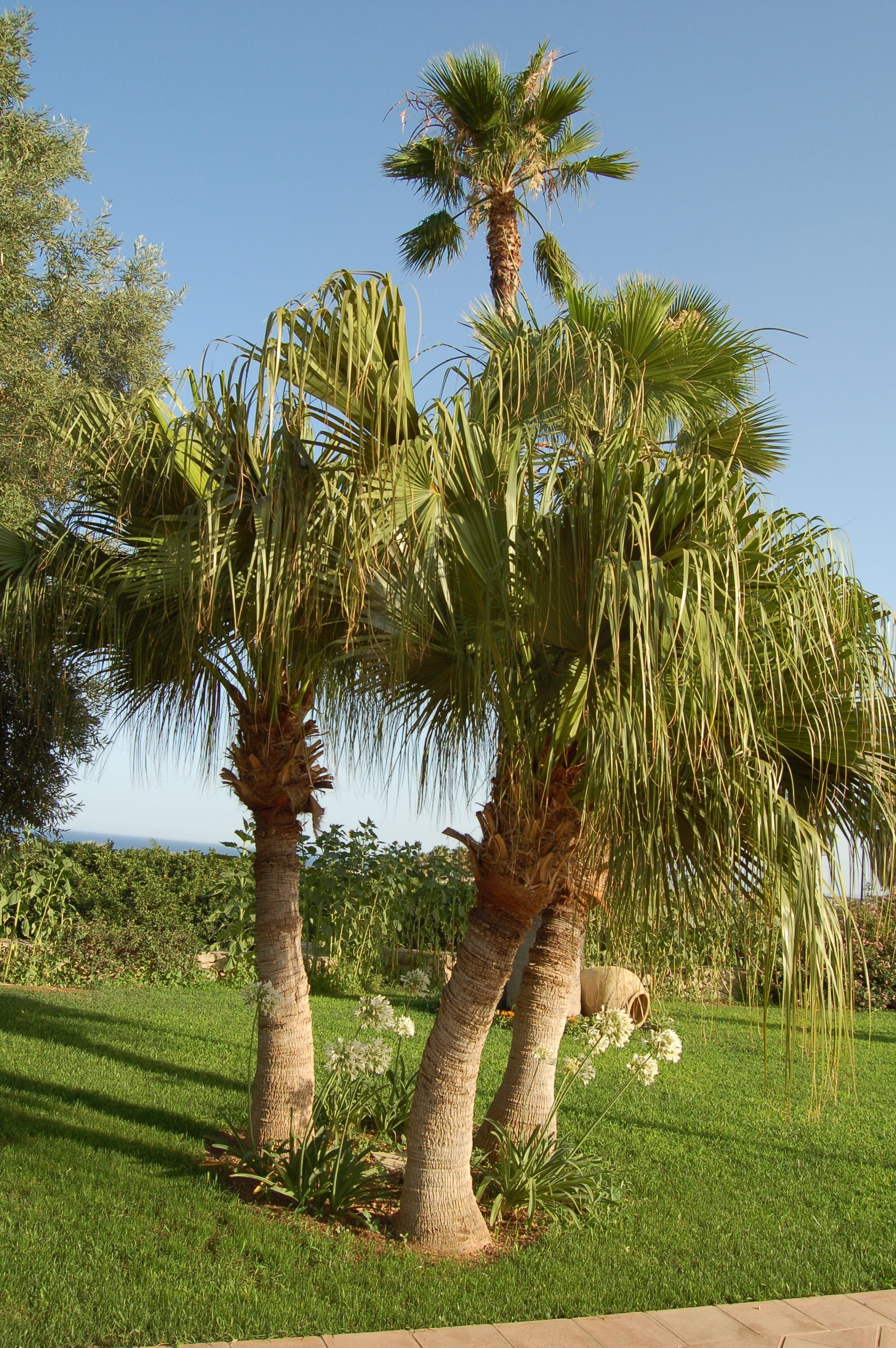 A well-maintained garden with palm trees and a clear blue sky.