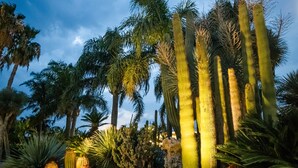 Un jardín desértico con cactus altos y palmeras bajo un cielo despejado.