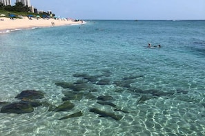 A beach with clear shallow water, rocks, and distant buildings. - Southwind by iTrip Palm Beach (Singer Island)