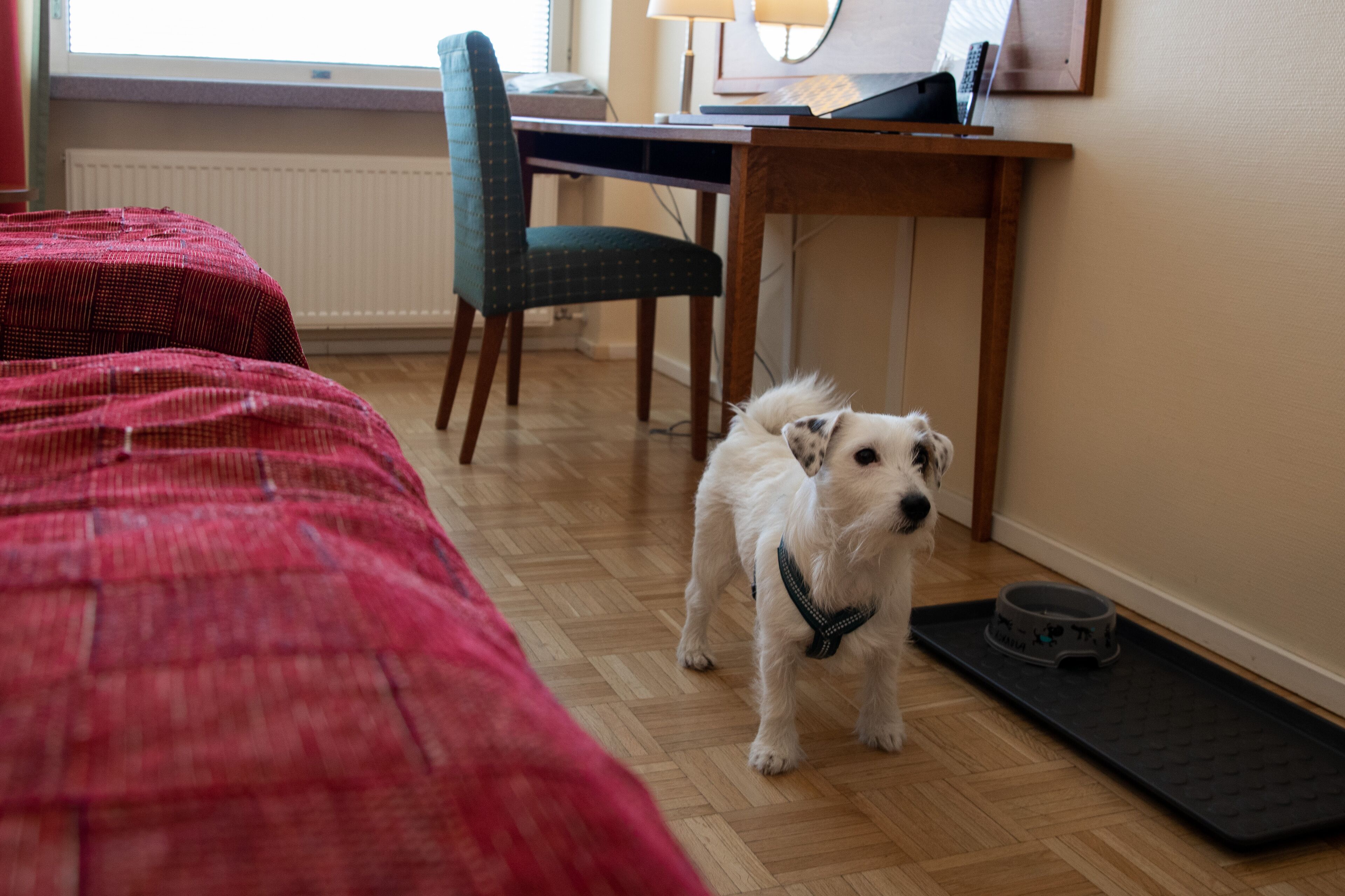 standard twin room | soundproofing, iron/ironing board, free wifi, bed sheets