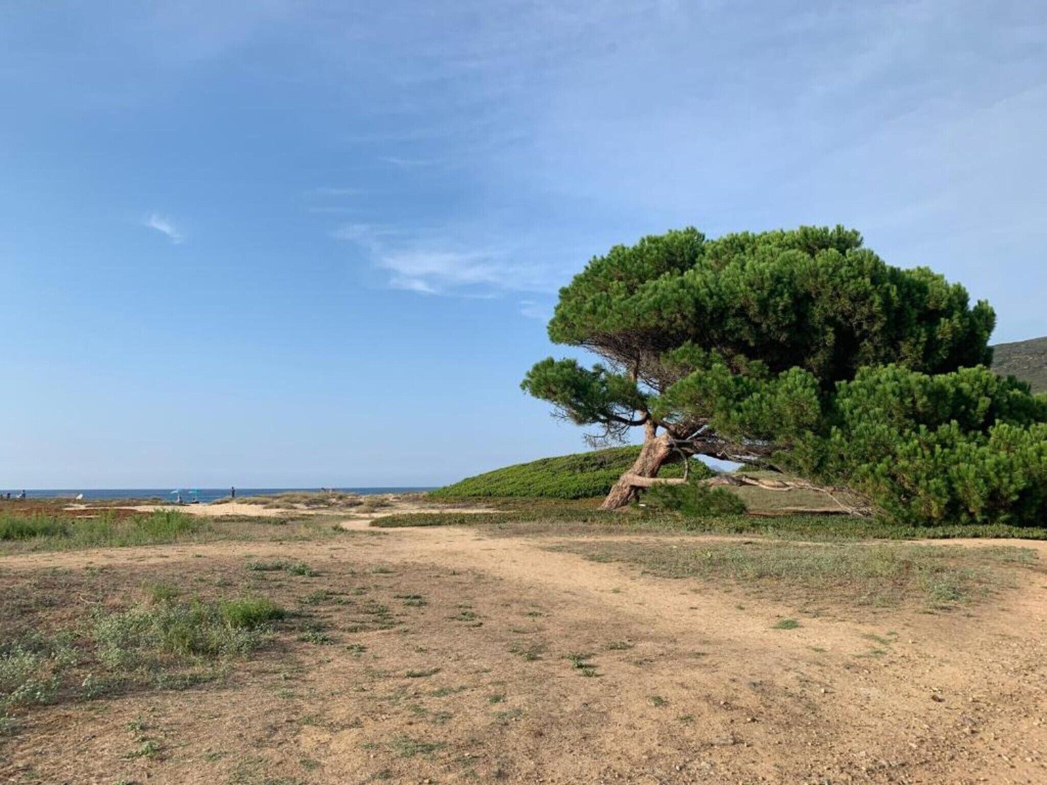 Een kustlandschap met een opvallende dennenboom, een zandstrand en een heldere lucht.