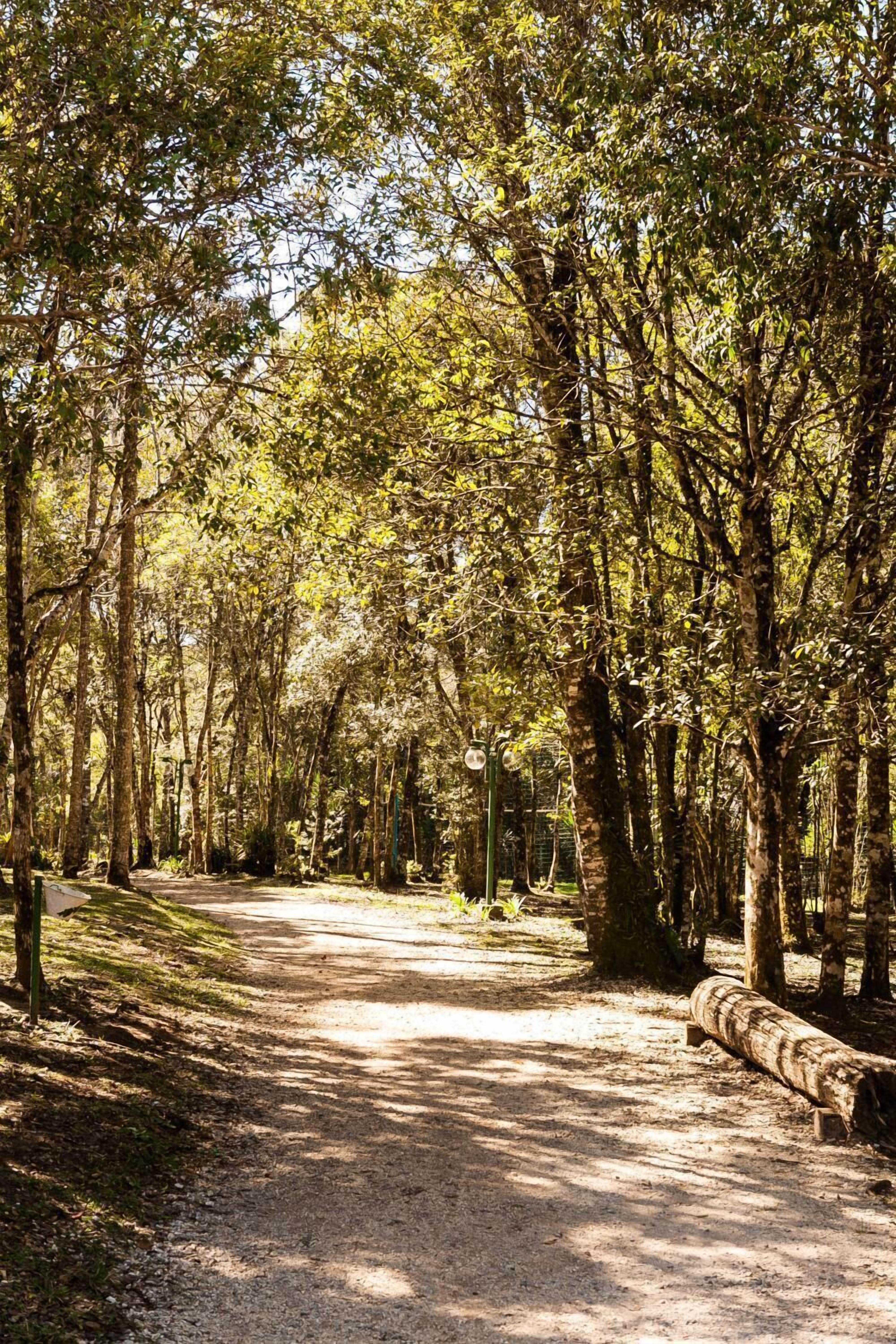 Uma trilha arborizada com árvores e um banco.