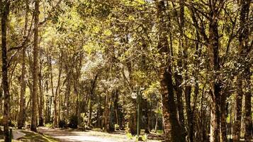 Uma trilha arborizada com árvores e um banco.