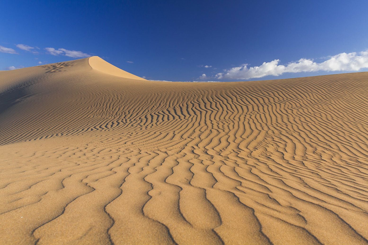 A vast desert landscape with undulating sand dunes and a clear blue sky.