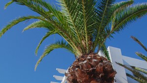 A palm tree in front of a white building with blue accents and a white balcony. - Arena Beach (La Oliva)