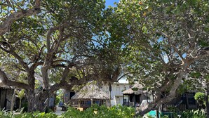 A tropical setting with thatched-roof structures, stone walls, and lush greenery.