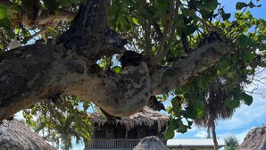 A beachside resort with thatched-roof buildings, a sandy pathway, and lounge chairs.