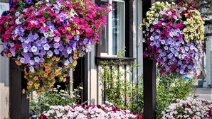 A building with a sign reading "Gannett Peak Lodge" and large flower baskets hanging in front. - Gannett Peak Lodge (Pinedale)