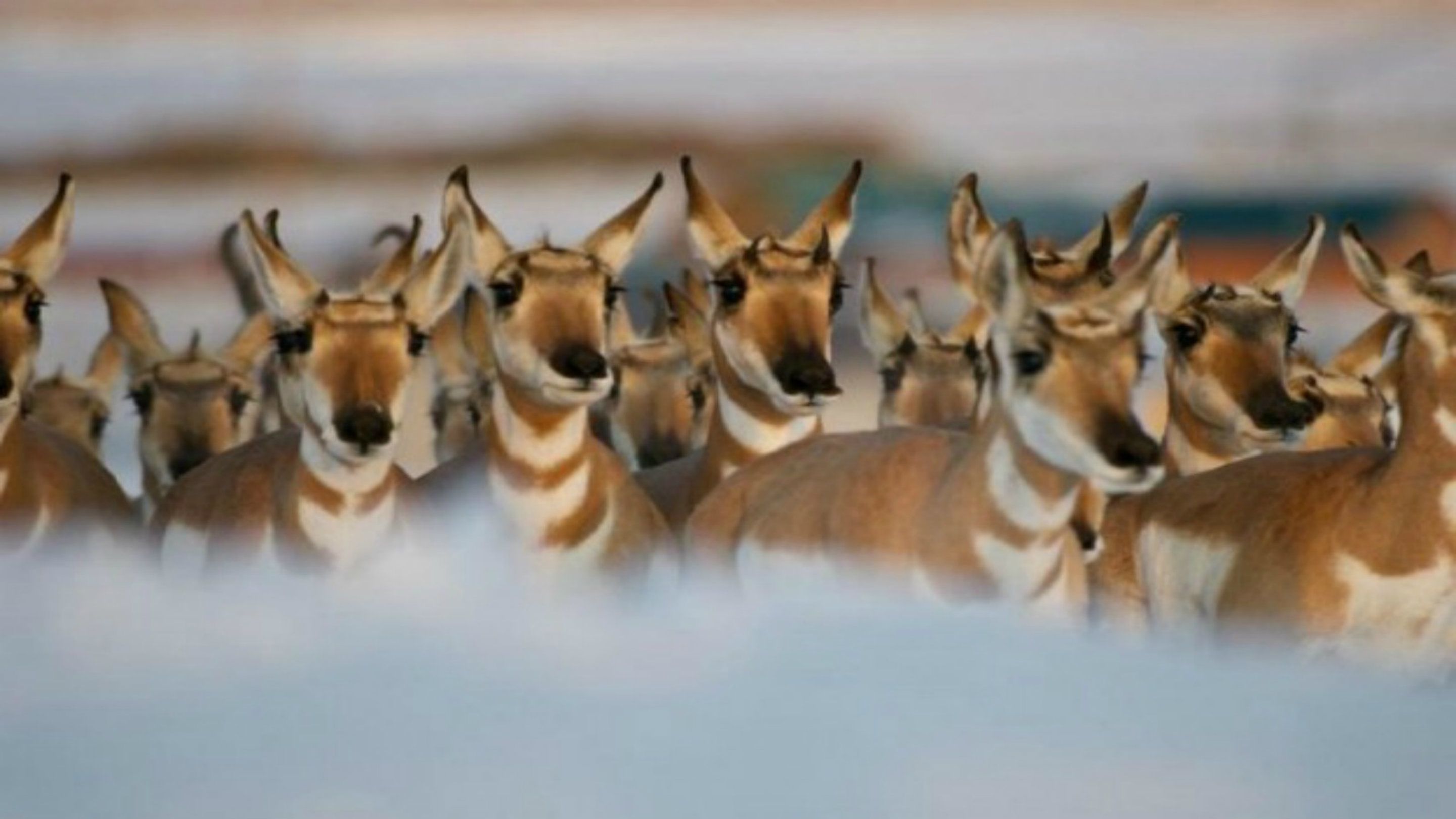 A group of antelopes in a natural setting.