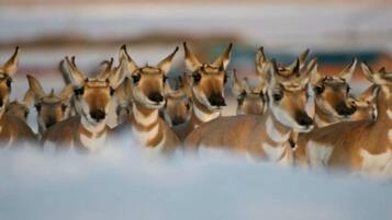 A group of antelopes in a natural setting.