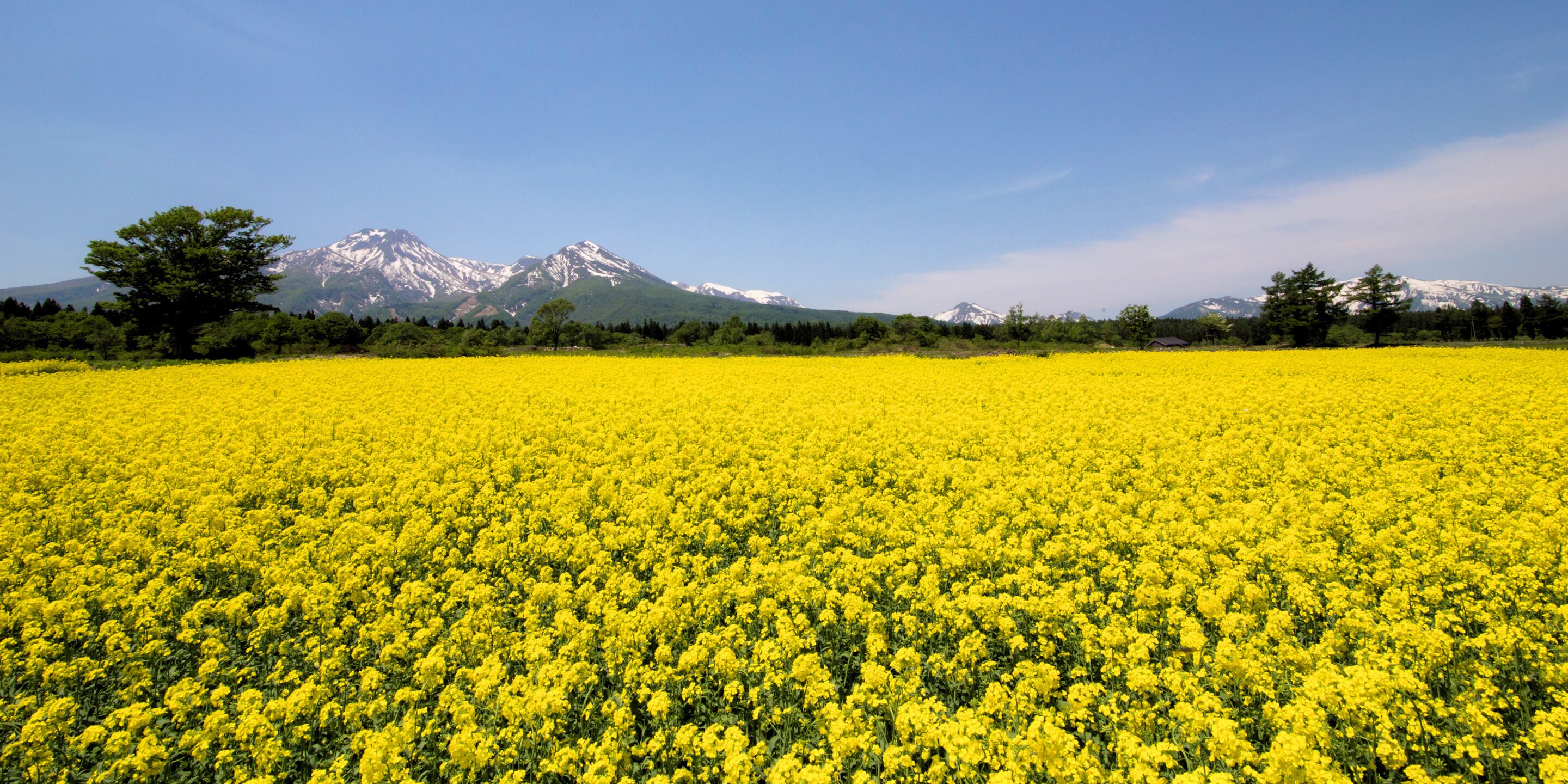 A field of yellow flowers with a mountain range in the background.