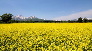 A field of yellow flowers with a mountain range in the background.