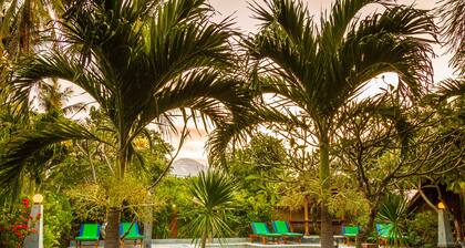 Amed Oasis