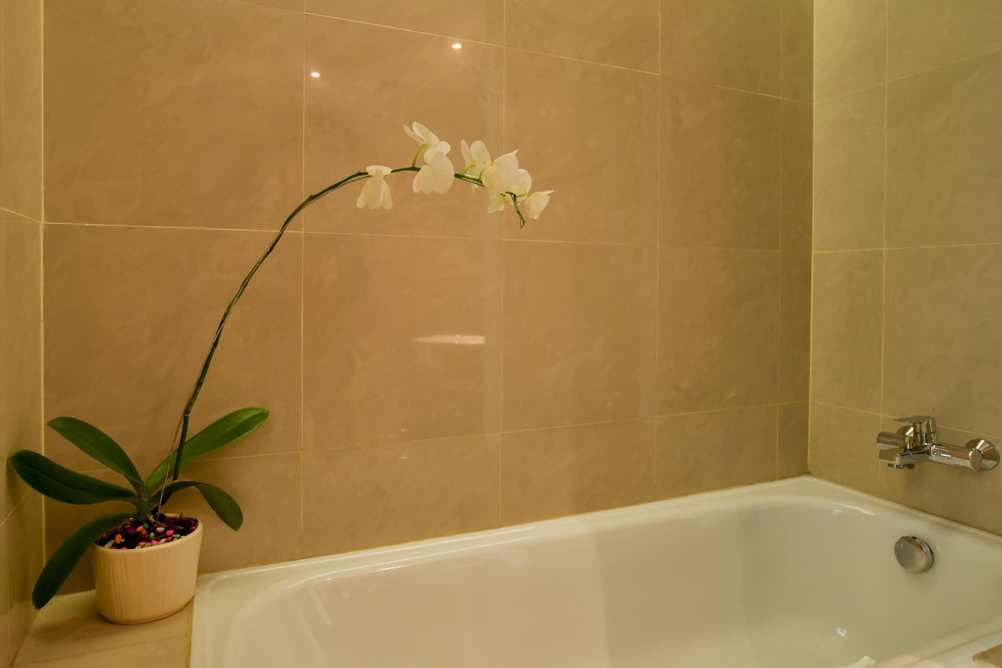 A bathroom with a bathtub, a potted orchid, and beige tiled walls.