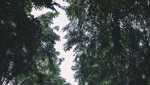 A paved pathway lined with trees and greenery, leading to a building with a red roof. - Kanaka Lake Villa (Batam)