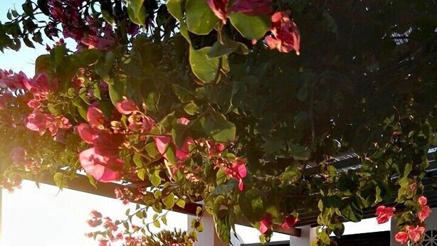 A terrace with a view of the sea, white walls, and pink flowers. - Bellou Suites (Mykonos)