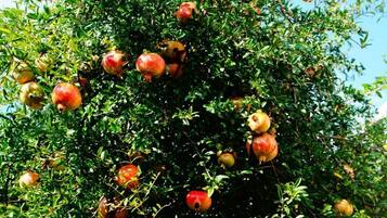 Un albero di melograno con frutti maturi e acerbi.