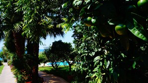 Un sentier bordé d’arbres et de plantes en pot, qui mène à un plan d’eau.