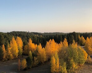 A forest with autumn foliage and a clear sky. - Hotel Aateli Hillside (Sotkamo)