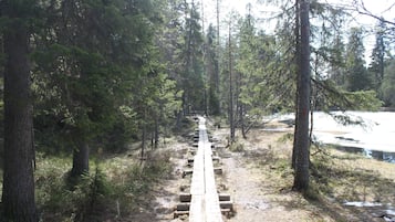 Un sendero para caminatas arbolado con una pasarela de madera.