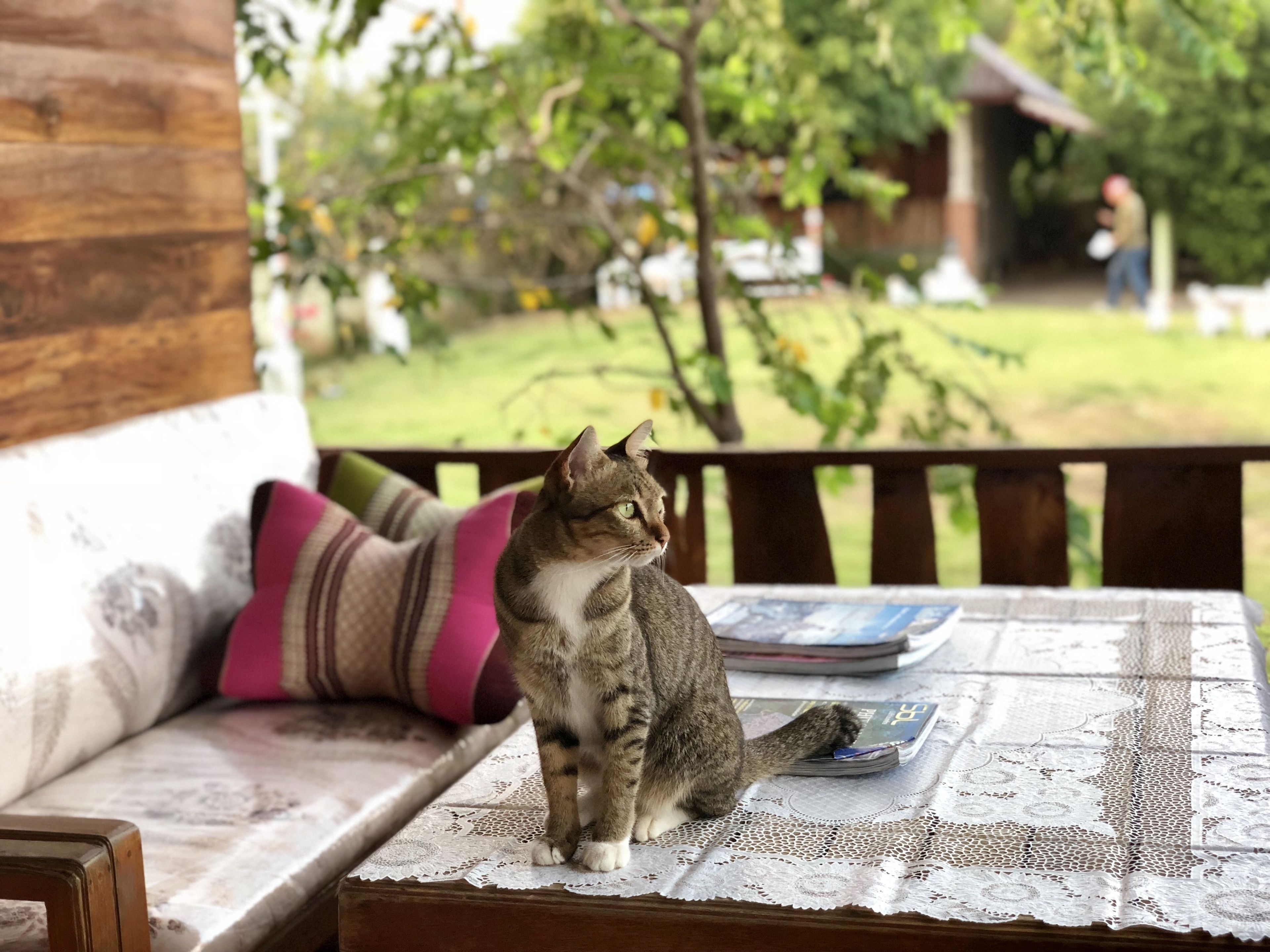 2 Bedrooms Family Bungalow | Courtyard view