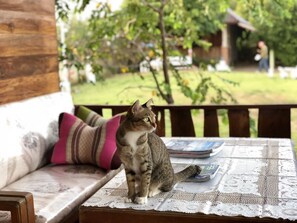 2 Bedrooms Family Bungalow | Courtyard view - Phupha Inn Resort (Wang Thong)
