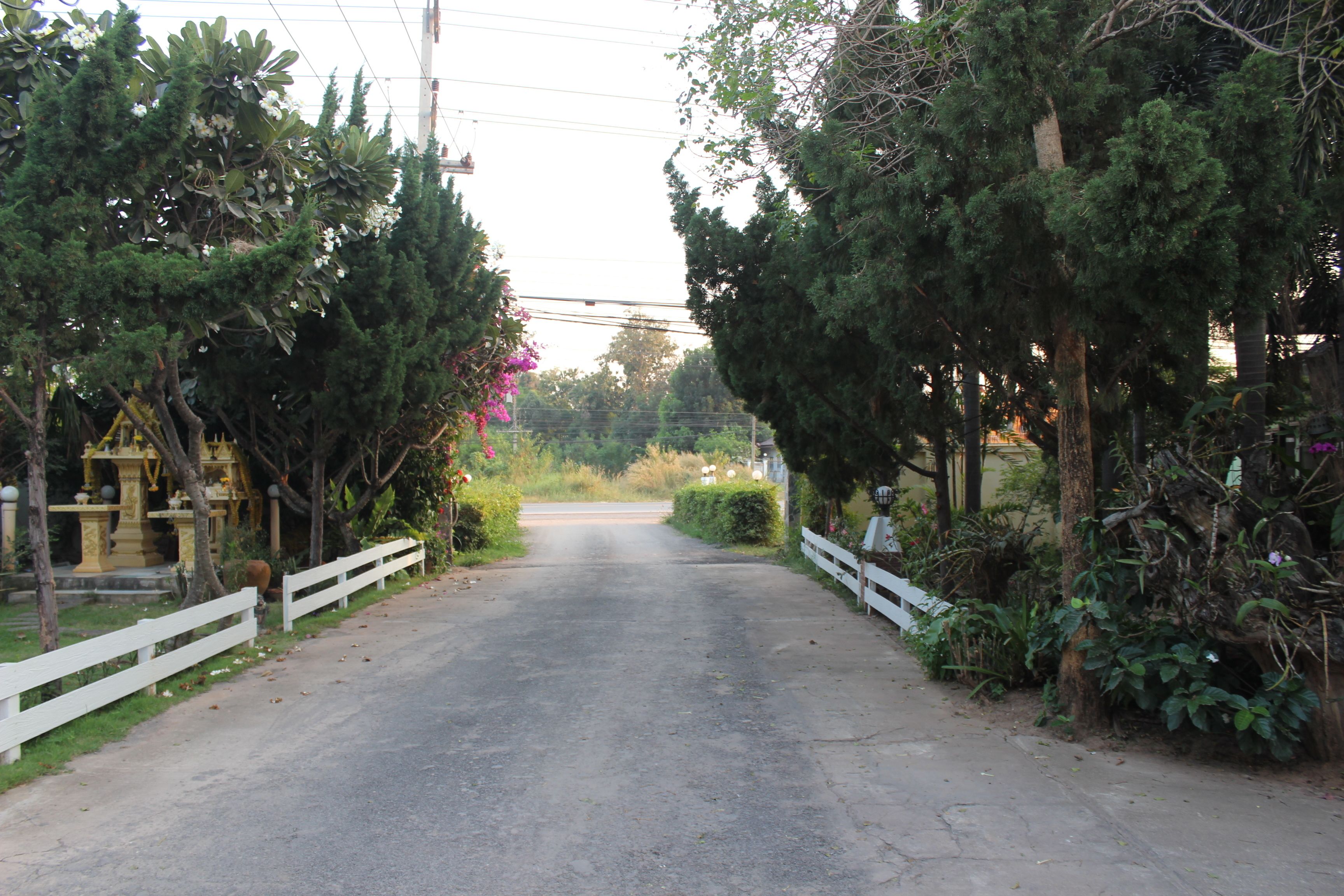 A rural road flanked by trees and a white fence.