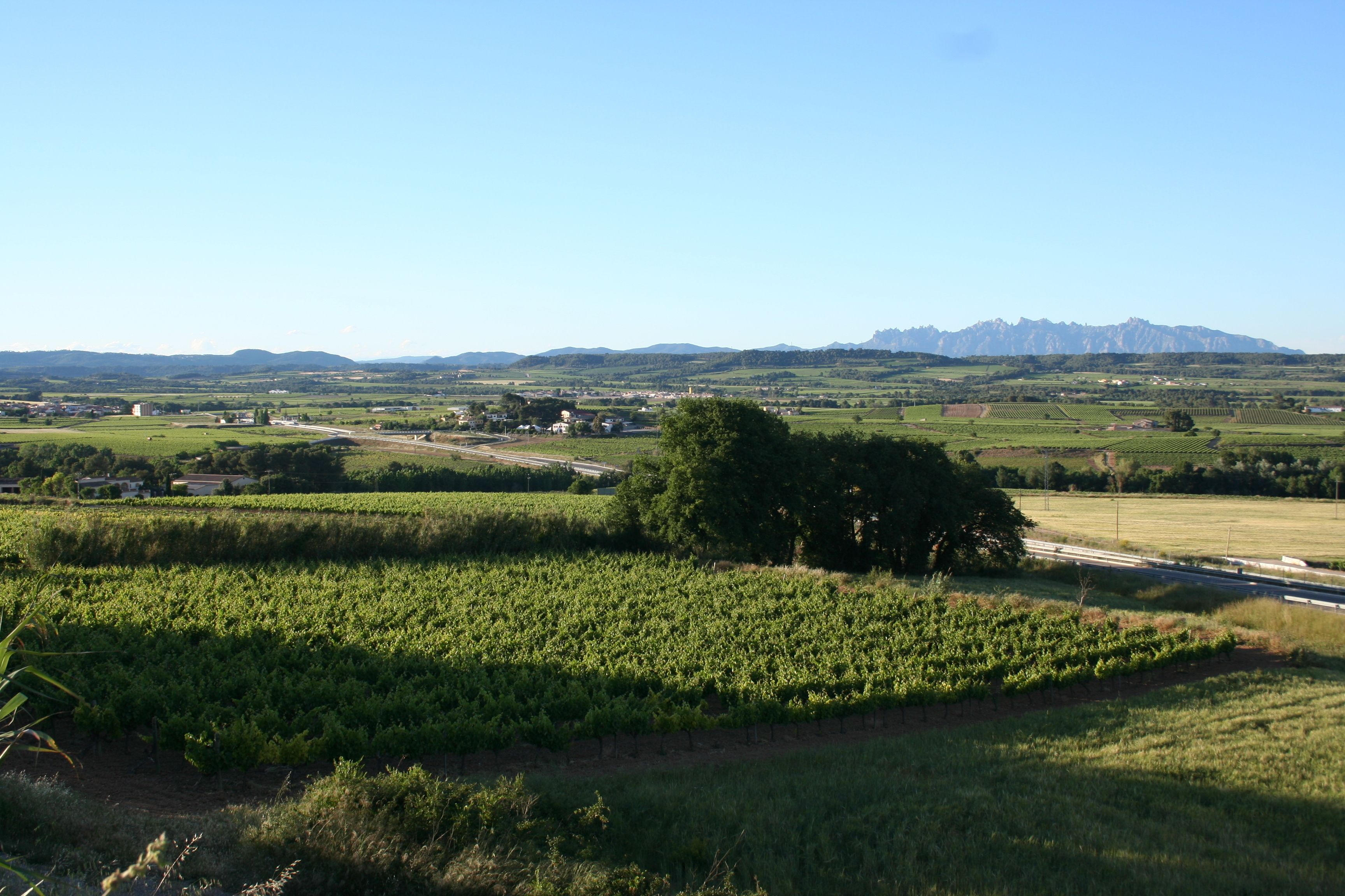 Paisaje de viñedo con camino, árboles y montañas al fondo.